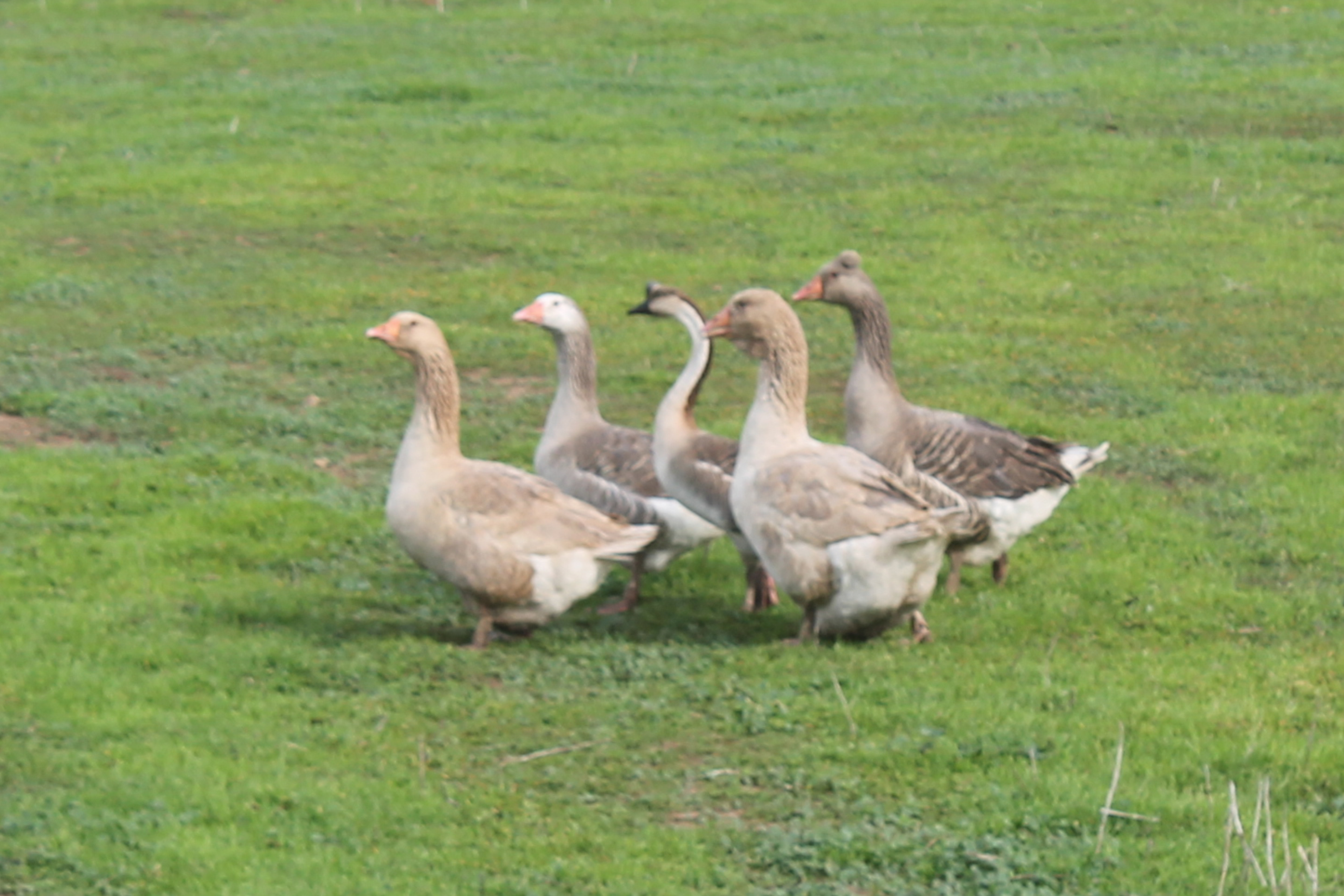 Fancy Geese Male